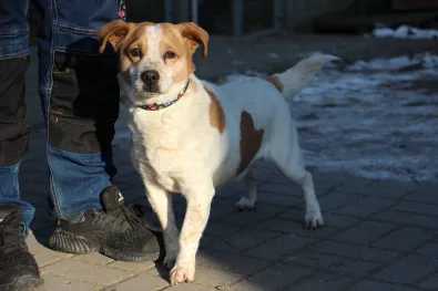 Znaleziono psa, Oborniki, 20 stycznia 2026