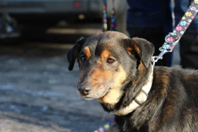 Znaleziono psa, Oborniki, 20 stycznia 2026