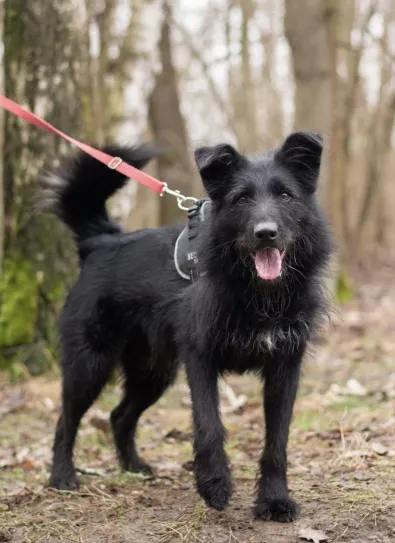 Znaleziono psa, Oborniki, 20 stycznia 2026