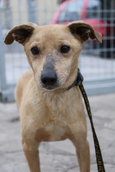 Znaleziono psa, Oborniki, 20 stycznia 2026