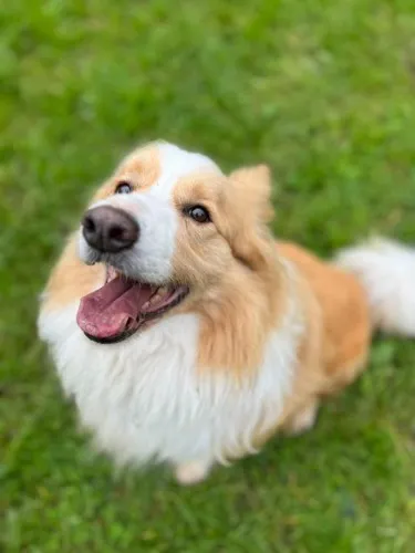 Pies do adopcji, Kraków, 19 stycznia 2026 (1/4)