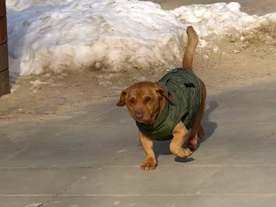 Pies do adopcji, Pabianice, 19 stycznia 2026 (2/5)