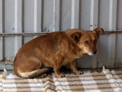 Pies do adopcji, Pabianice, 17 stycznia 2026