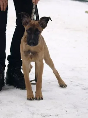 Pies do adopcji, Pabianice, 7 stycznia 2025 (1/2)