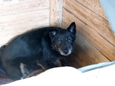 Pies do adopcji, Pabianice, 31 grudnia 2025