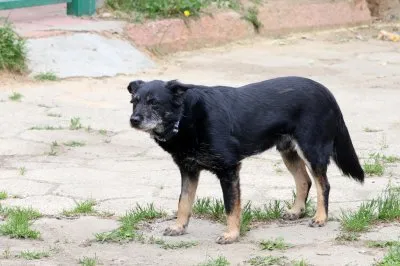Pies do adopcji, Pabianice, 31 grudnia 2025 (2/5)