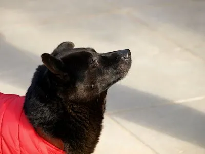 Pies do adopcji, Pabianice, 22 grudnia 2025 (2/2)