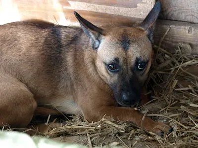 Pies do adopcji, Pabianice, 6 czerwca 2025