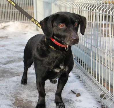 Pies do adopcji, Oborniki, 16 stycznia 2026