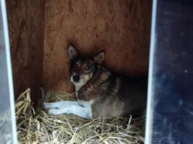 Pies do adopcji, Oborniki, 13 stycznia 2026