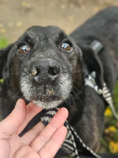 Pies do adopcji, Oborniki, 7 stycznia 2026