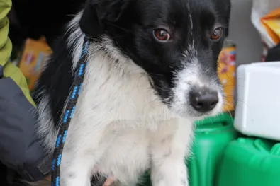 Pies do adopcji, Oborniki, 9 stycznia 2026