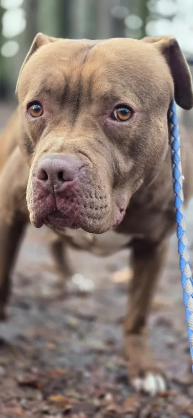 Pies do adopcji, Oborniki, 15 stycznia 2026