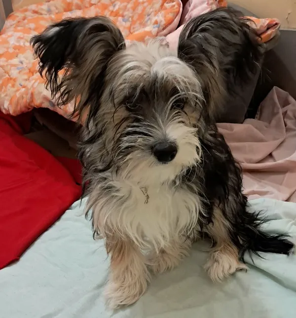 Znaleziono psa, Olsztyn, 3 lutego 2026