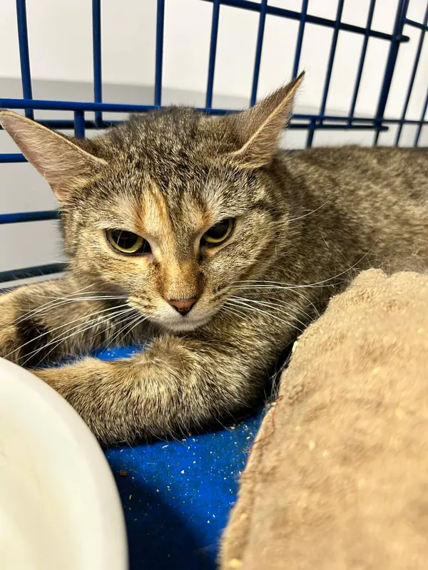 Kot do adopcji, Zgierz, 3 lutego 2026 (1/2)