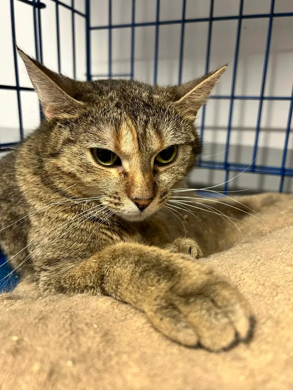 Kot do adopcji, Zgierz, 3 lutego 2026 (2/2)