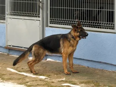 Pies do adopcji, Pabianice, 3 stycznia 2026 (2/5)