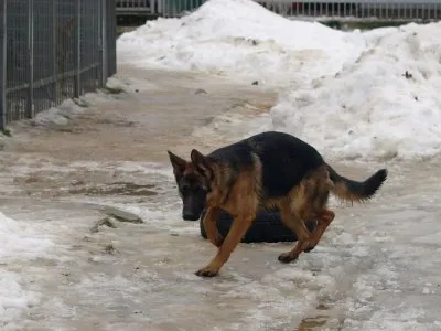 Pies do adopcji, Pabianice, 3 stycznia 2026 (3/5)