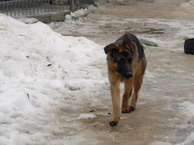 Pies do adopcji, Pabianice, 3 stycznia 2026 (4/5)