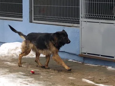 Pies do adopcji, Pabianice, 3 stycznia 2026 (2/5)