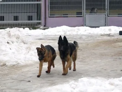 Pies do adopcji, Pabianice, 3 stycznia 2026 (3/5)