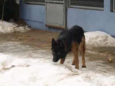 Pies do adopcji, Pabianice, 3 stycznia 2026 (4/5)