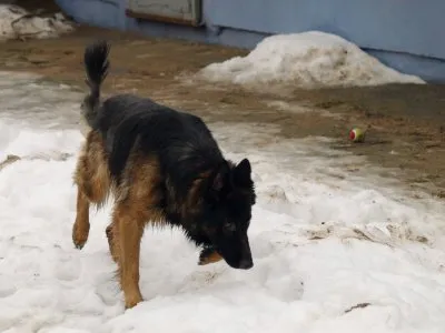 Pies do adopcji, Pabianice, 3 stycznia 2026 (5/5)