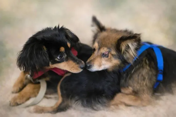 Pies do adopcji, Pionki, 3 lutego 2026 (2/4)