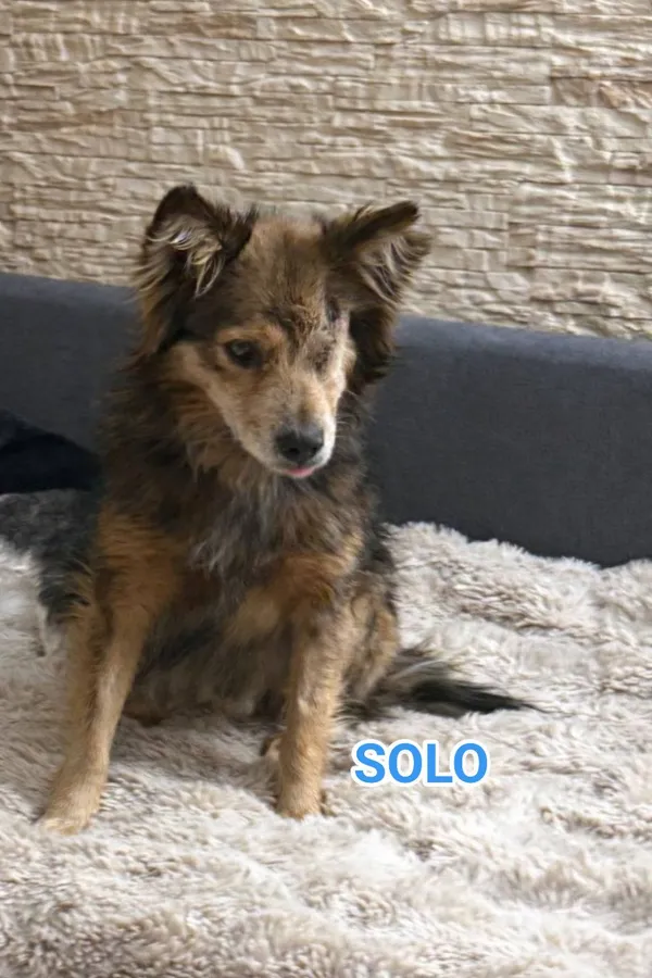 Pies do adopcji, Pionki, 3 lutego 2026 (3/4)