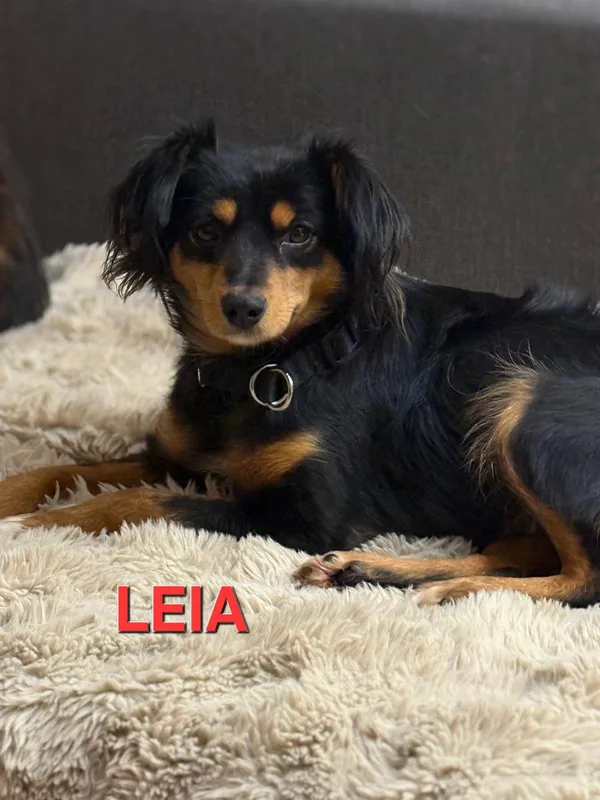 Pies do adopcji, Pionki, 3 lutego 2026 (4/4)