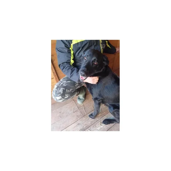 Znaleziono psa, Białystok, 27 stycznia 2026