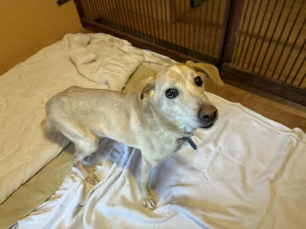 Znaleziono psa, Chojnice, 3 lutego 2026