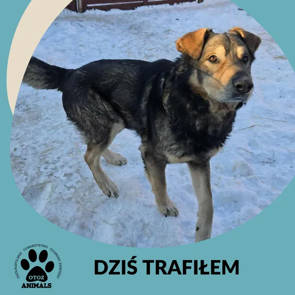 Znaleziono psa, Dąbrówka, 31 stycznia 2026