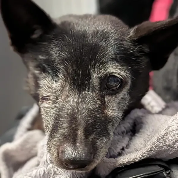 Pies do adopcji, Korabiewice, 3 lutego 2026 (1/2)