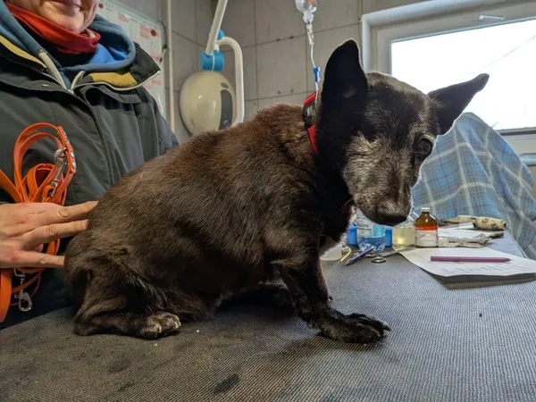 Pies do adopcji, Korabiewice, 3 lutego 2026 (2/2)