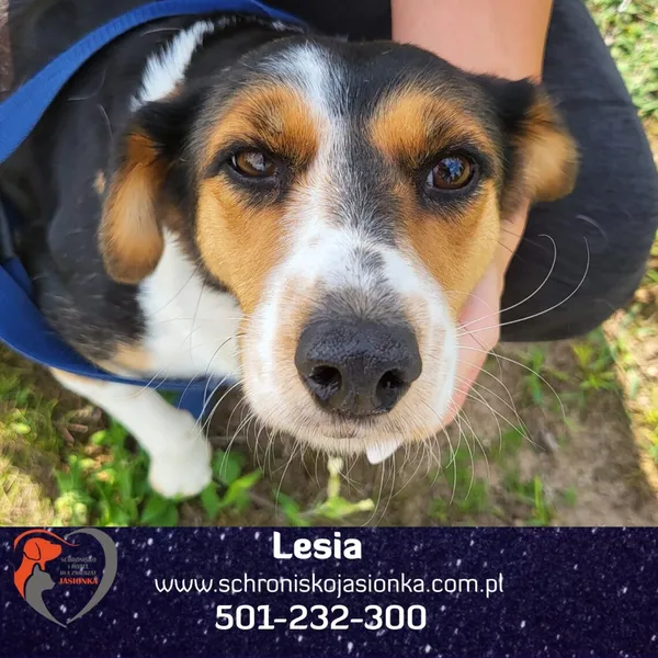 Pies do adopcji, Dębniak, 25 sierpnia 2025
