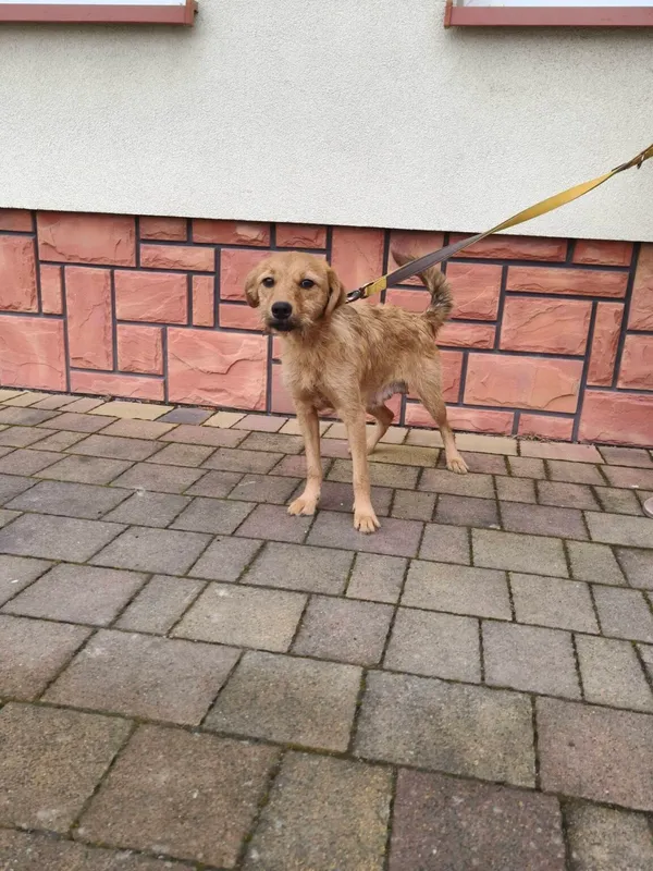 Pies do adopcji, Ropczyce, 3 lutego 2026