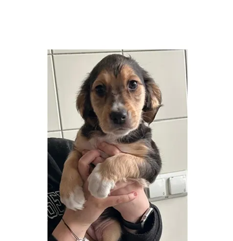 Znaleziono psa, Wrocław, 4 stycznia 2025