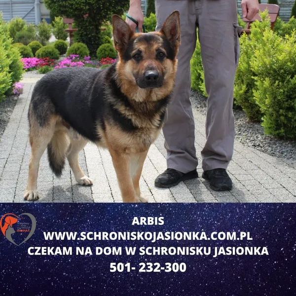 Pies do adopcji, Dębniak, 6 maja 2024