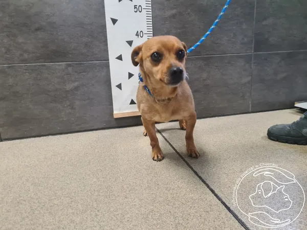 Znaleziono psa, Chełmek, 4 lutego 2026