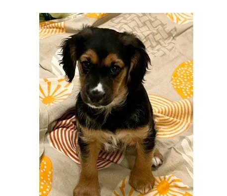 Znaleziono psa, Wrocław, 4 stycznia 2025