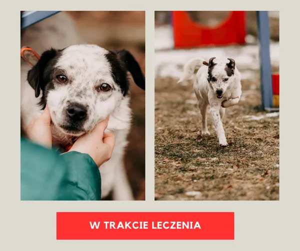 Pies do adopcji, Czartki, 3 lutego 2026