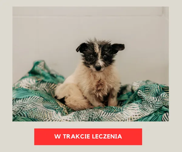 Pies do adopcji, Czartki, 3 lutego 2026