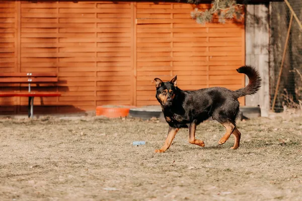 Pies do adopcji, Czartki, 4 lutego 2026 (4/4)