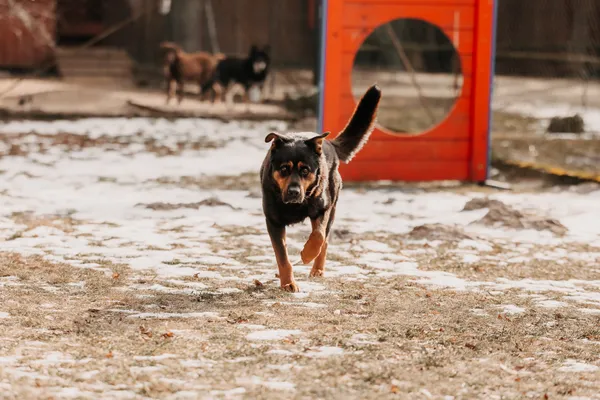 Pies do adopcji, Czartki, 4 lutego 2026 (1/4)