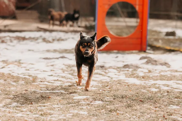 Pies do adopcji, Czartki, 4 lutego 2026 (2/4)