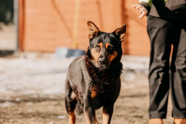 Pies do adopcji, Czartki, 4 lutego 2026 (3/4)