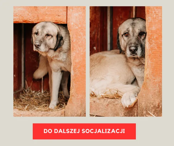 Pies do adopcji, Czartki, 4 lutego 2026