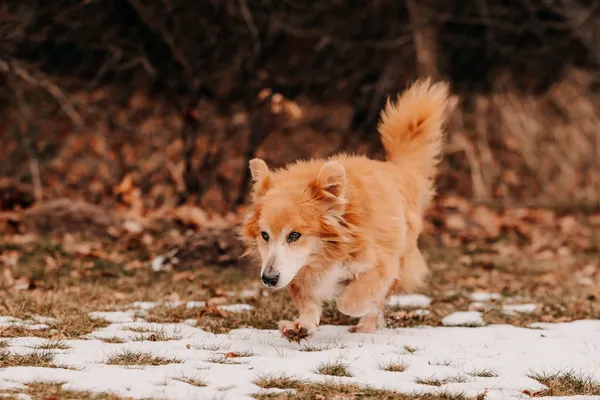 Pies do adopcji, Czartki, 4 lutego 2026 (1/5)