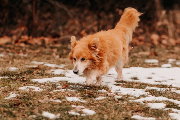 Pies do adopcji, Czartki, 4 lutego 2026 (2/5)